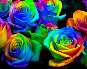 How-To-Grow-Rainbow-Roses-2